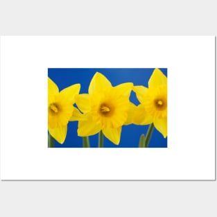 Narcissus obvallaris  AGM  Tenby daffodil  Division 13  Species  Daffodil Posters and Art